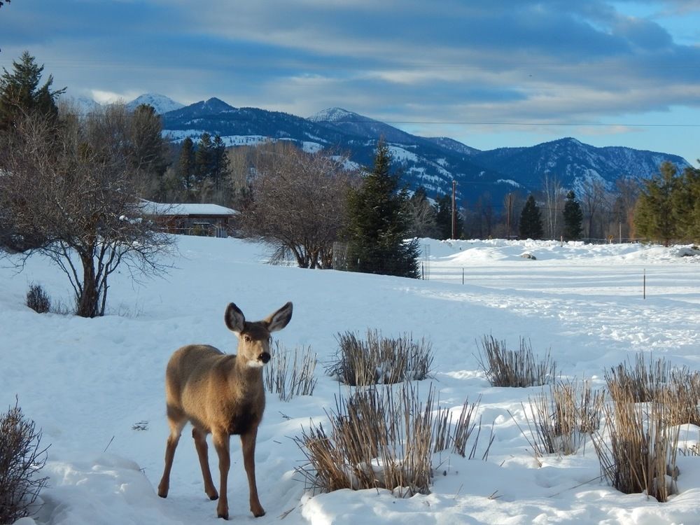 Mt Gardner Inn Winthrop Dış mekan fotoğraf